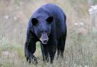 Niedźwiedź czarny - Baribal